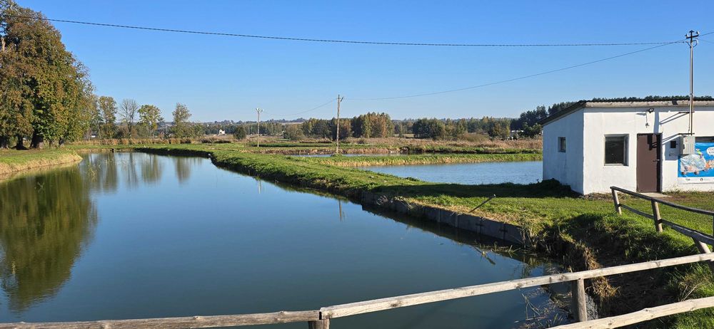 Karp żywy z Łaszczowki