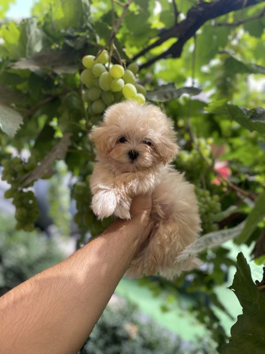 Дуже милі мальтіпу