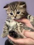 Kocięta szkocki (scottish fold, scottish straight)