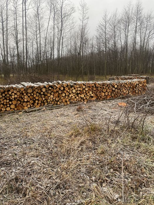 Drzewo Olszyna 100 m