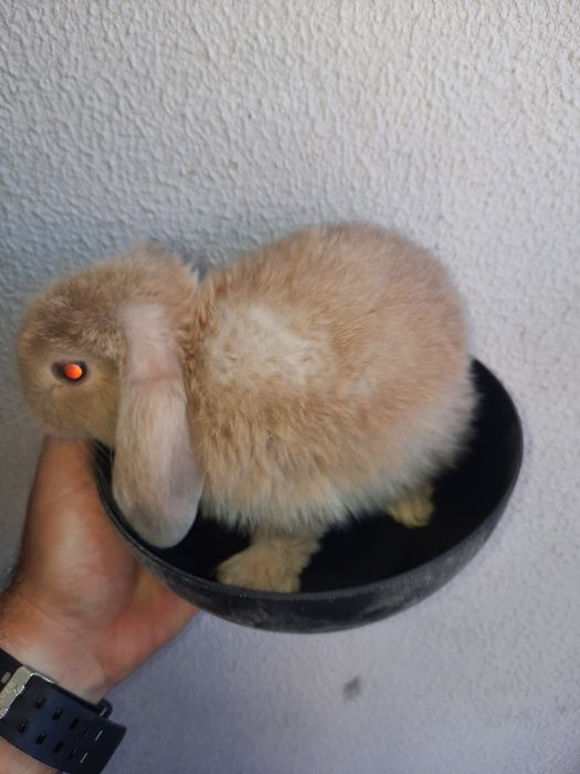 Coelhos anões mini lop belier/orelhudos e mini holandes/toy puros