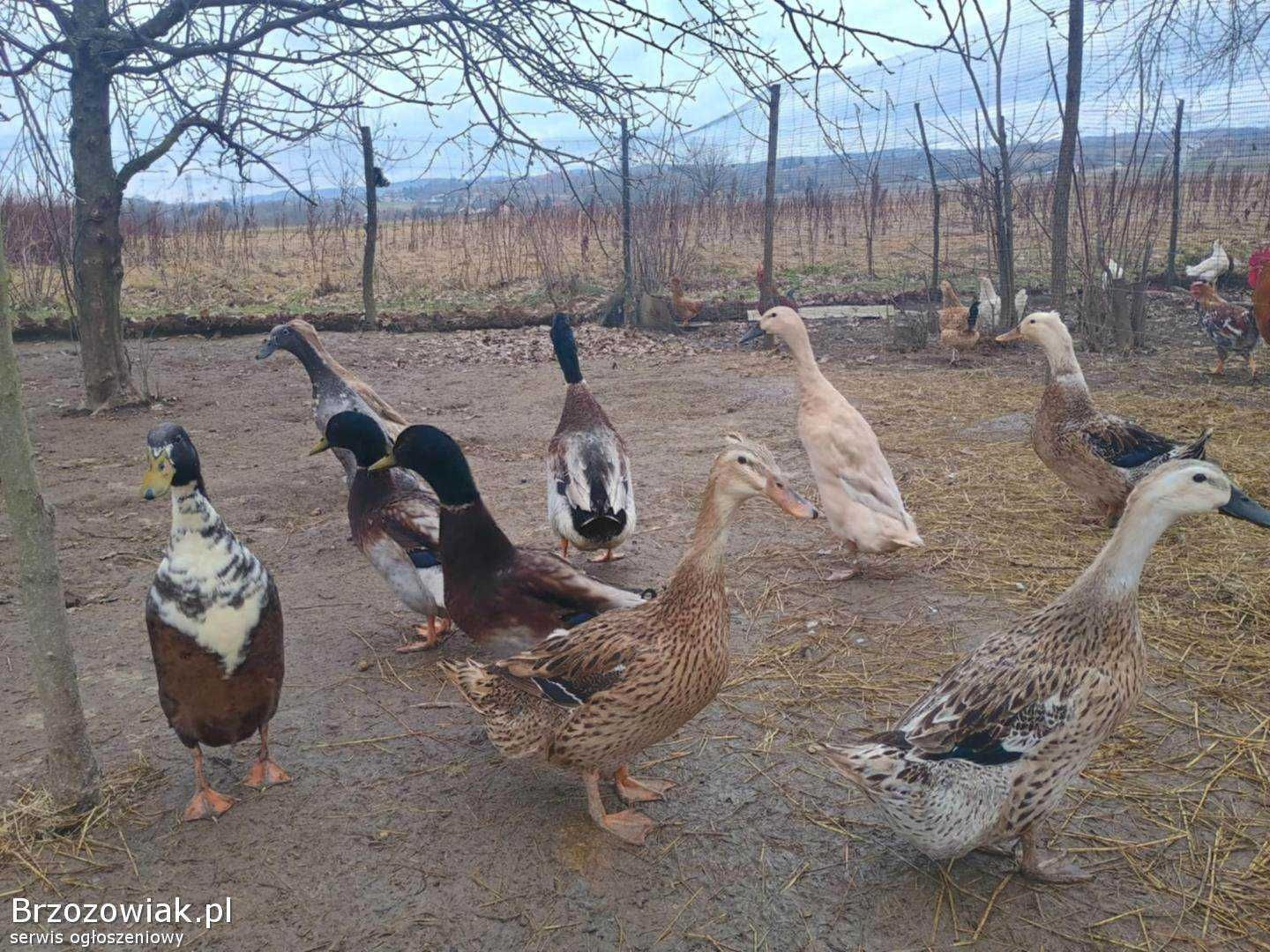 Jaja/jajka lęgowe kacze biegusy i mix.