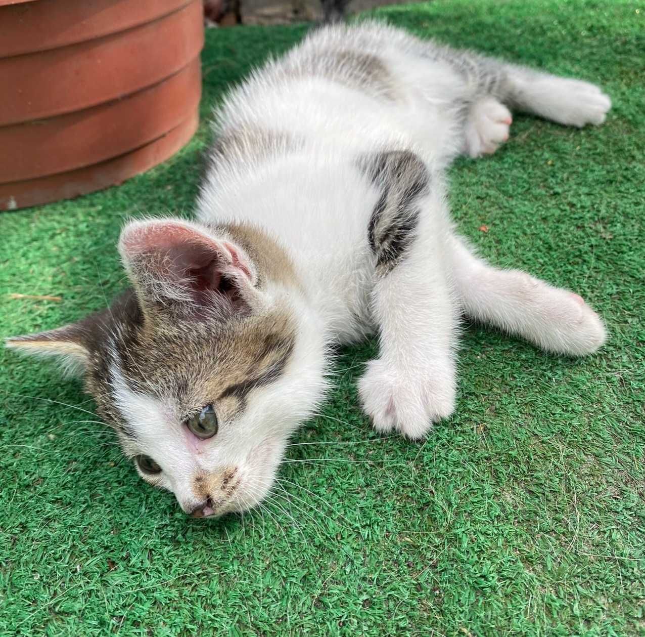 Кіт, киця, котики, кошенята