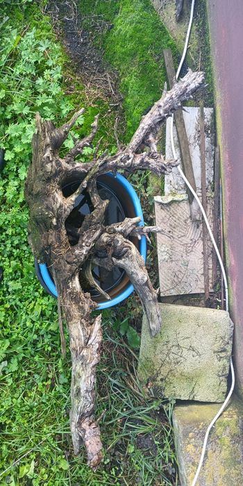 Korzen do akwarium  duży