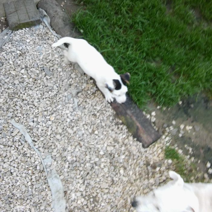 Jack Russell Terrier pies