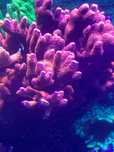 Montipora czerwona korale morskie