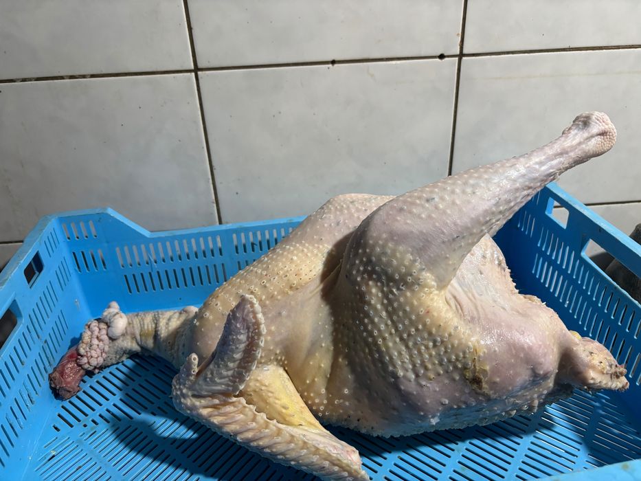 Продам мʼясо фуршетного індика