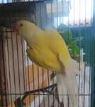 Vendo ou troco Ring Neche fêmea por Macho da mesma cor,, venda 120€
