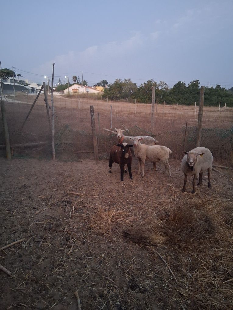 Vendo ovelha e duas borregas e um borrego