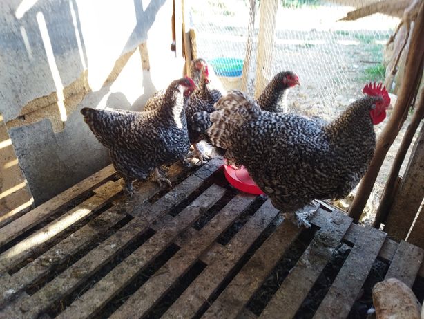 Ovos de galinhaa malines  óptimos para chocar