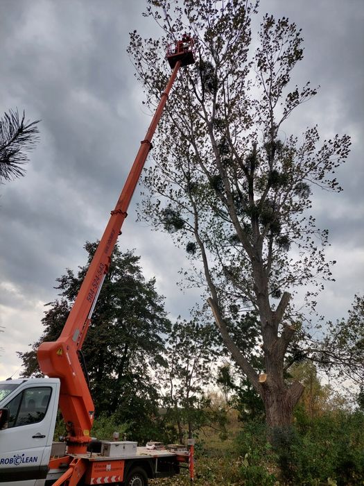 wycinka drzew karczowanie rębak skup drzew na pniu podnośnik koszowy