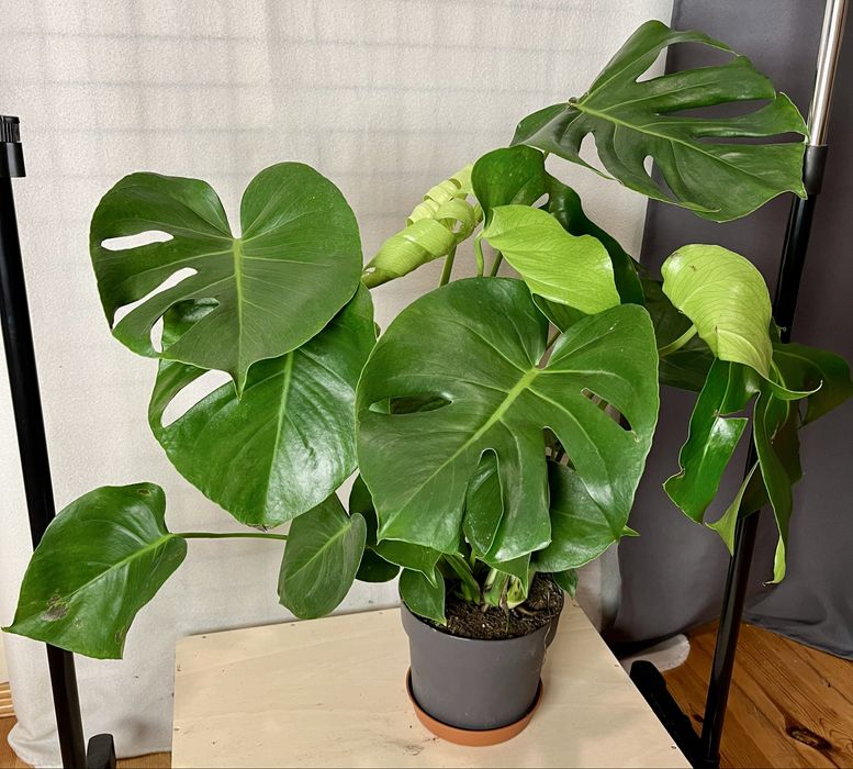 Monstera dziurawa Monstera deliciosa  wysokość 70 cm