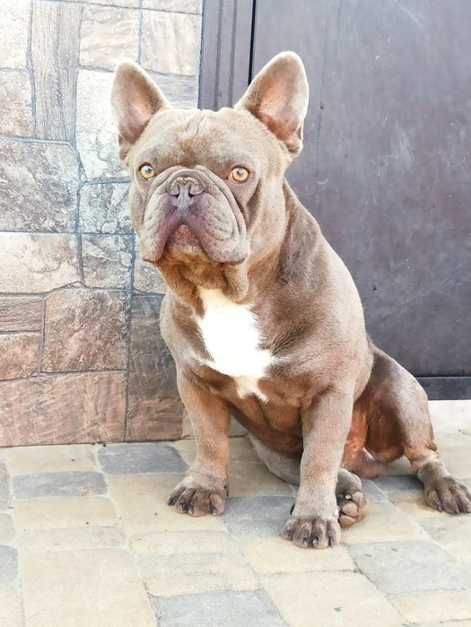 Вязка французского бульдога