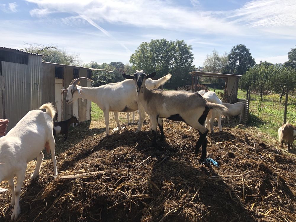 Cabras de otima qualidade para produção de leite (preço por animal)