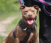 ZIUTEK  w typie pitbull , super pies , ale trzeba go wczesnej poznać