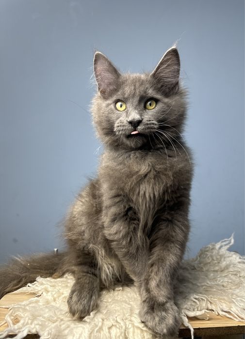 Крупный котенок мейн кун мальчик 3 месяца голубой солид