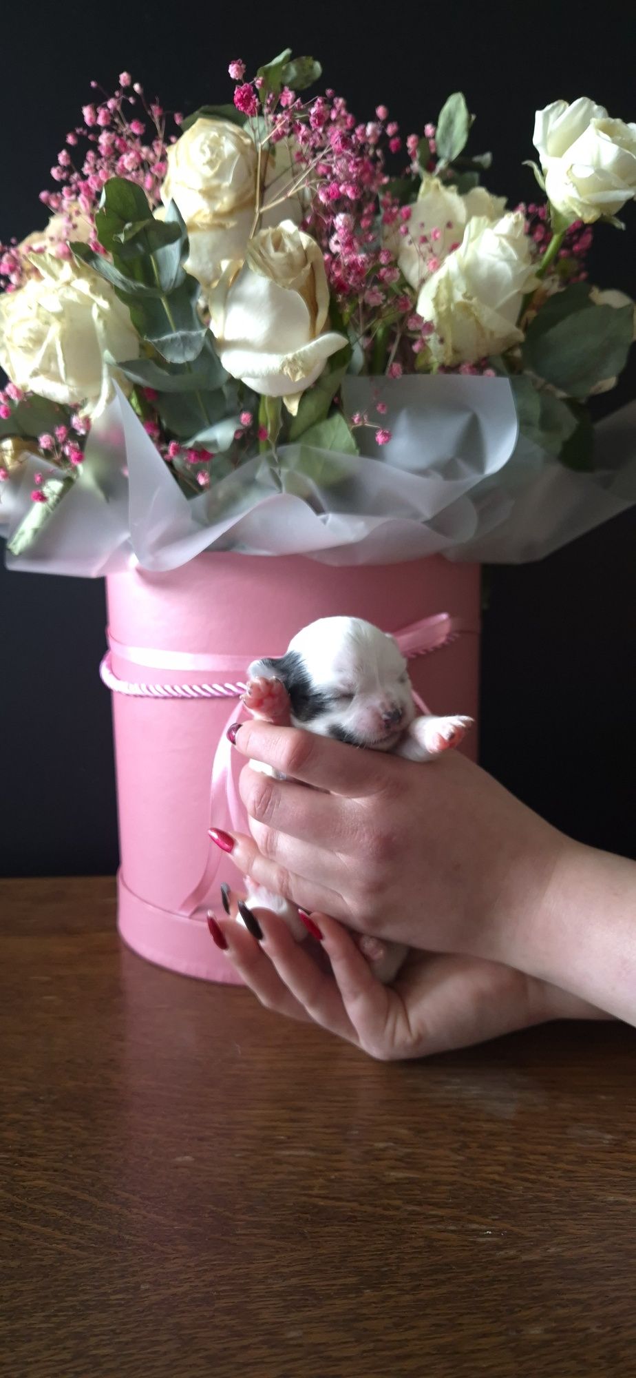 Zapowiedź miotu Chihuahua  ZKwP FCI