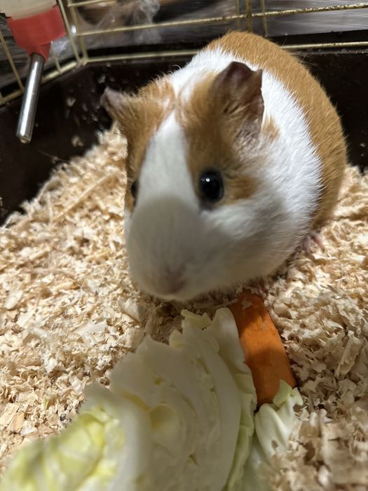 Морська свинка дівчинка