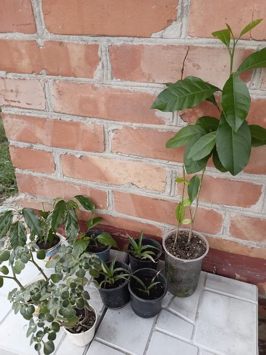 Кімнатні рослини