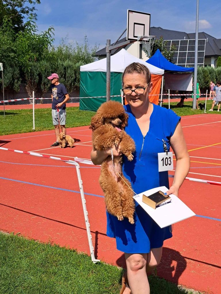 Pudel miniaturowy piesek z badaniami po Championach