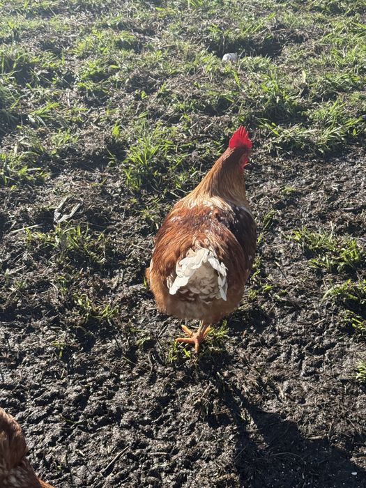 Vendo galo com 11 meses