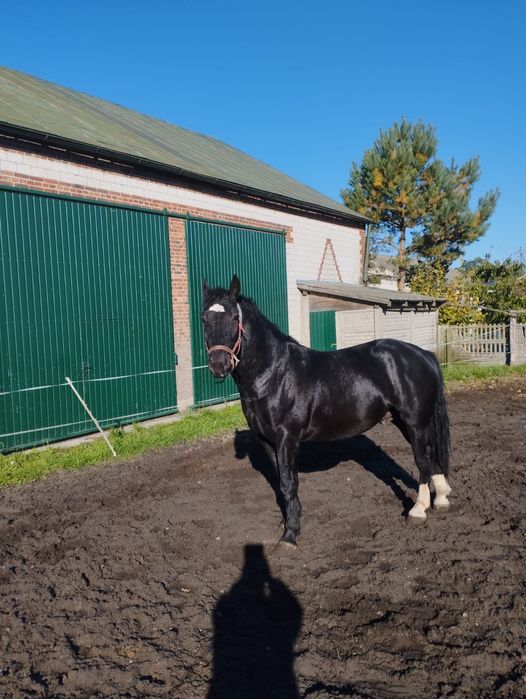 Ogier 4 lata. Księga główna