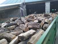 drzewo bukowe 2 letnie