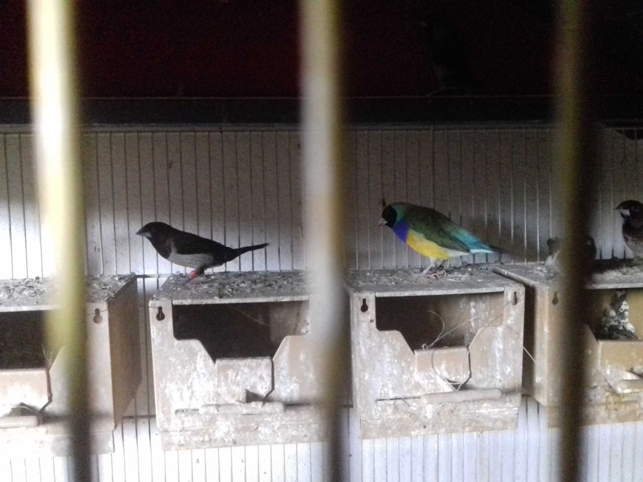 bengalins bichenove diamante golds gaiolas ninhos tudo para venda