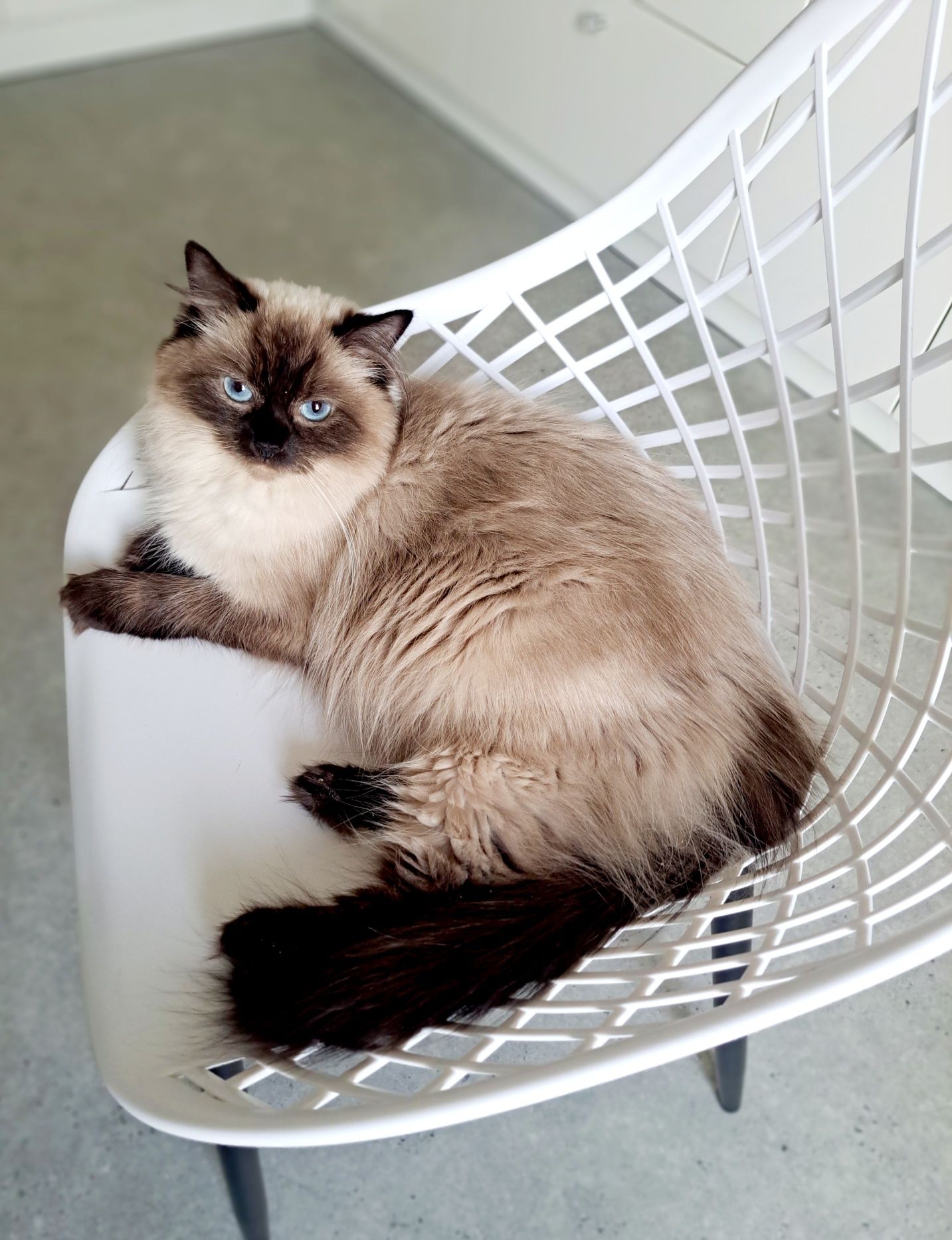 Kotka Ragdoll odbiór we wrześniu