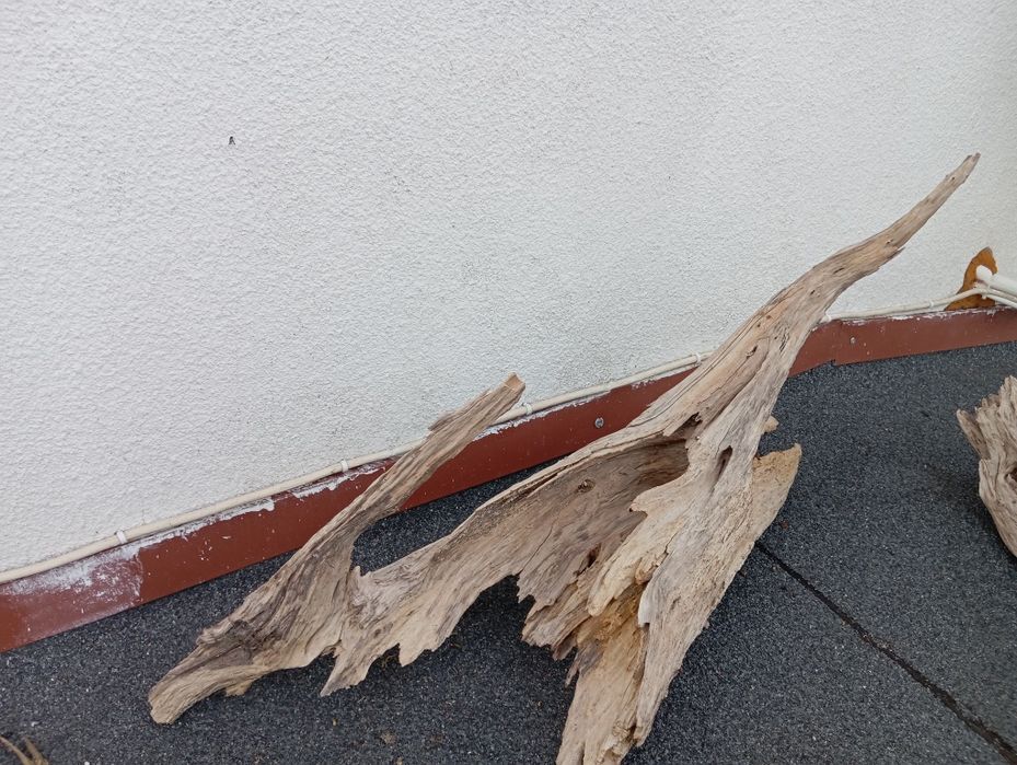 Korzenie do akwarium cd ,terrarium duży wybór !