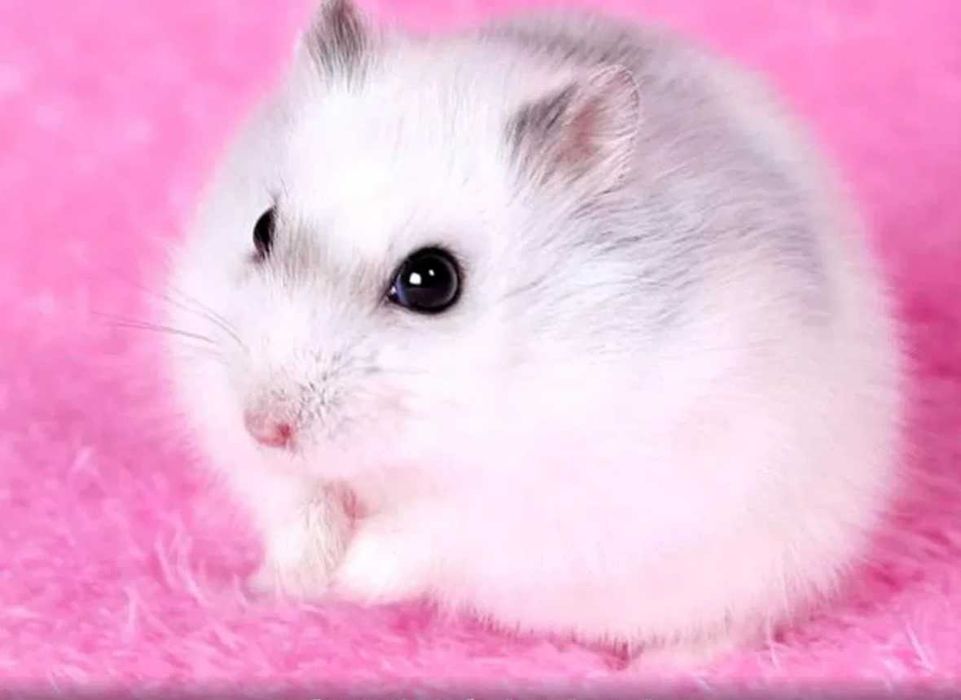 Sprzedam urocze chomiki dżungarskie