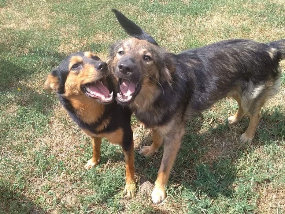 Poznajcie tych wyjątkowych PSYjaciół, do adopcji