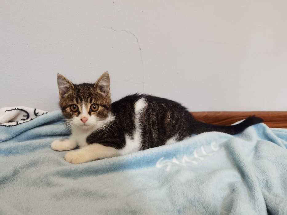 Rozbrykany koci maluch Dior czeka na swojego człowieka