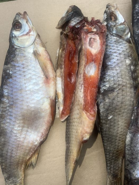 Малосольна вʼялена плотва.