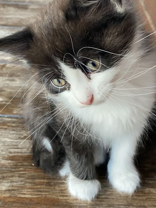 Котик Фелікс три місяці безкоштовно