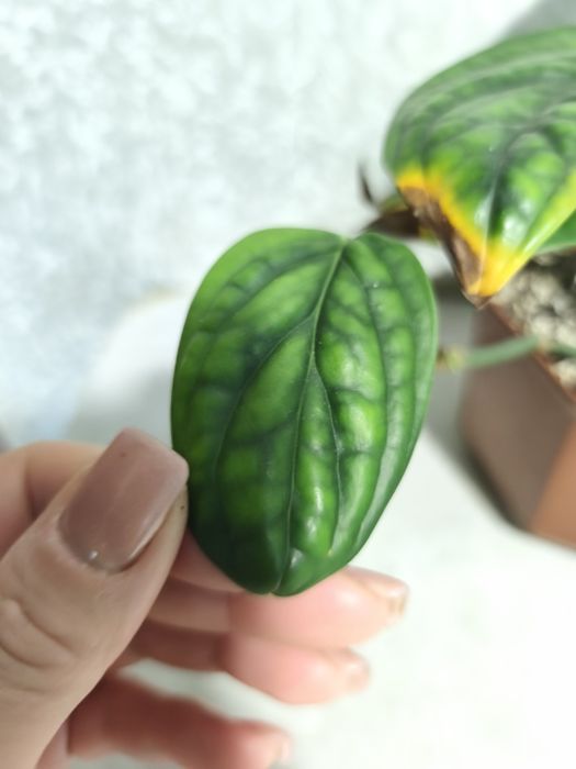 Епіпремнум марбл планет