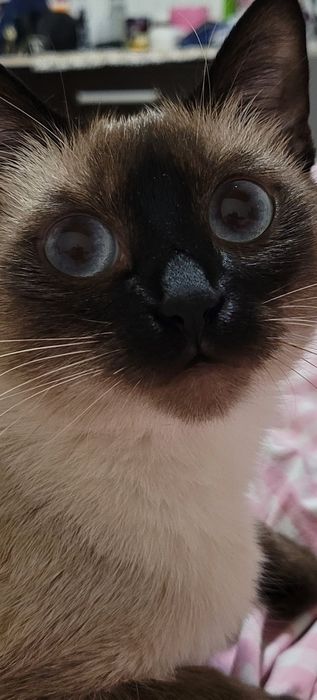Котята   мальчик и девочка сиамские тайский
