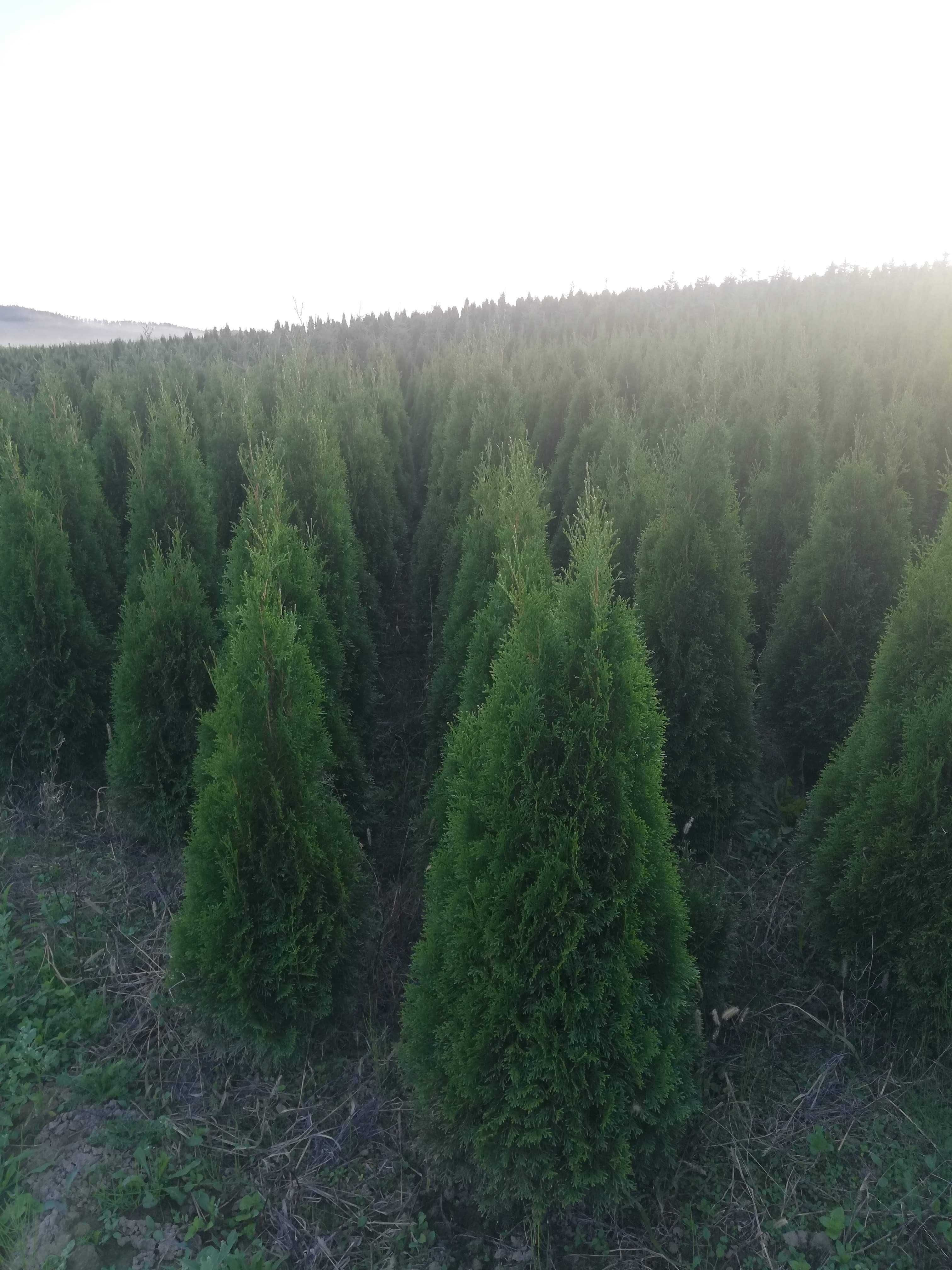 Tuja brabant 170cm, szmaragd do 300cm, dowóz gratis, sadzimy