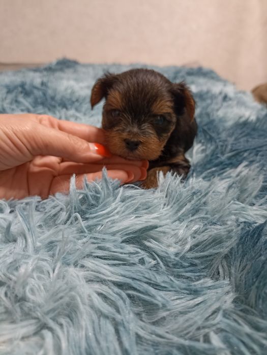 Йоркширські тер'єри родовід КСУ