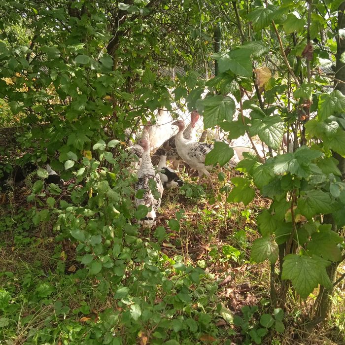 Продам молодих індиків