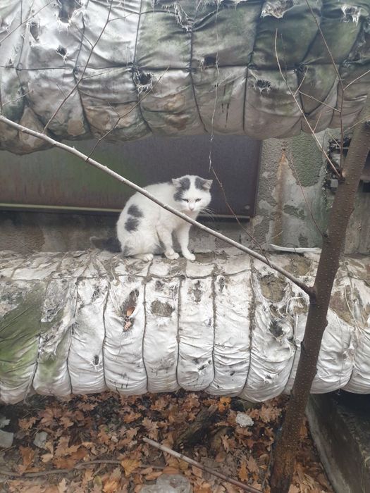 Котику терміново потрібен дім!