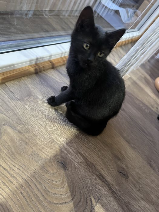 Oddam do kochającego domu – 3 urocze kociaki!