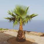 Nasiona waszyngtonia robusta
