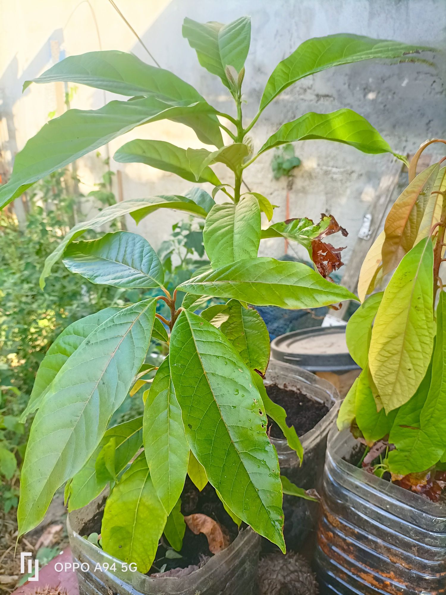 plantas tropicais plantas tropicais de pêra abacate bem desenvolvidas