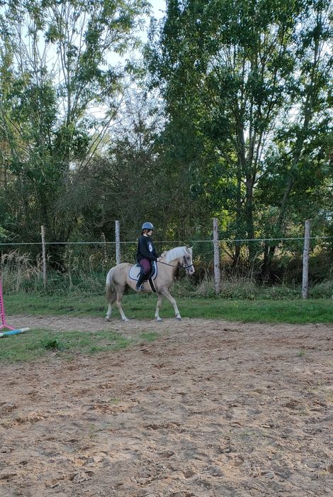 Stacjonarna dzierżawa koni i kucy