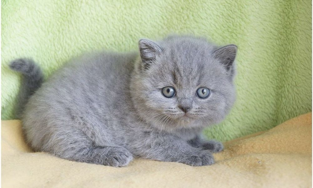 Шотландский котик