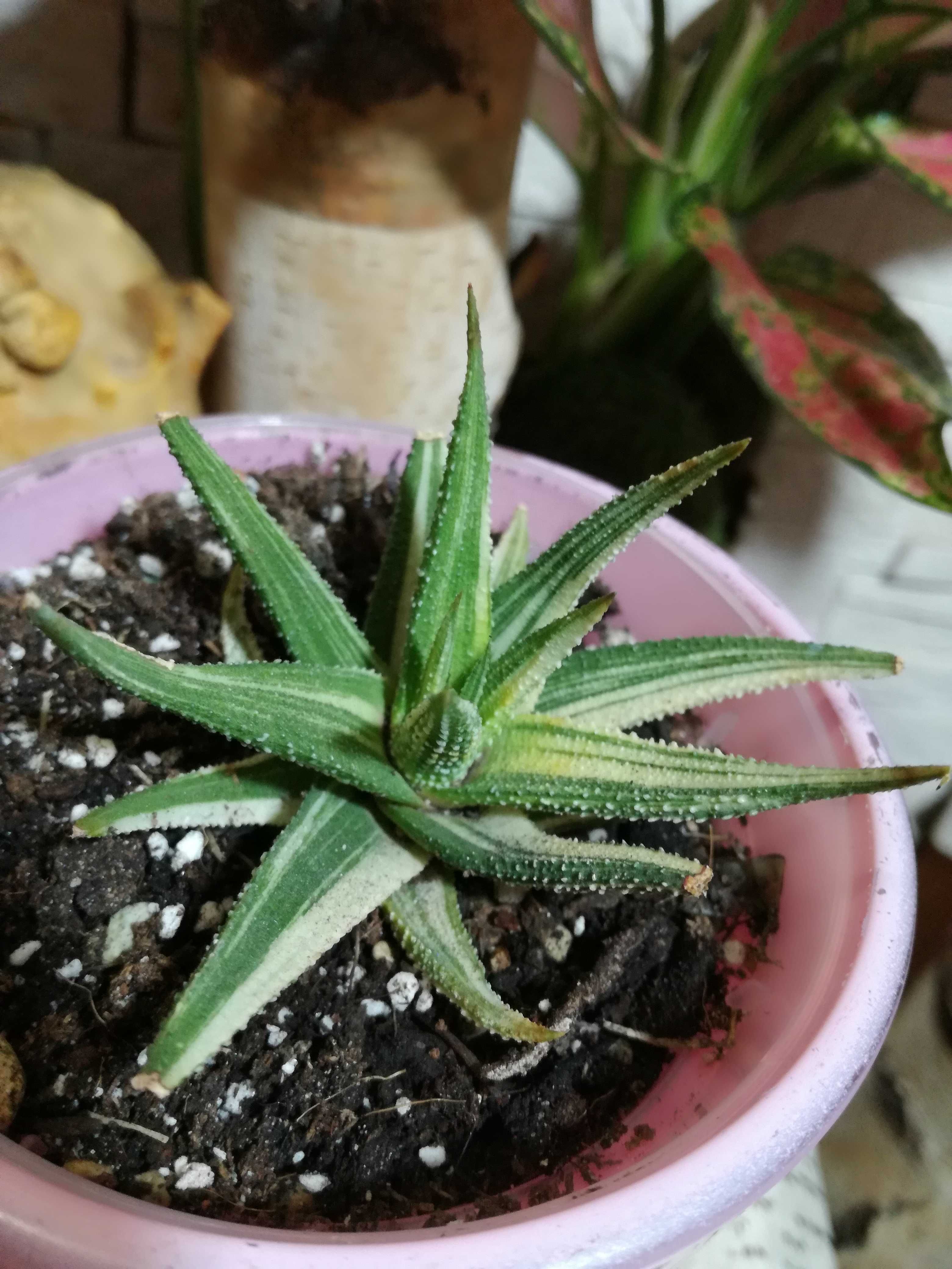 INTERNAT. Havorthia Variegata Cream succulent sansevieria philodendron