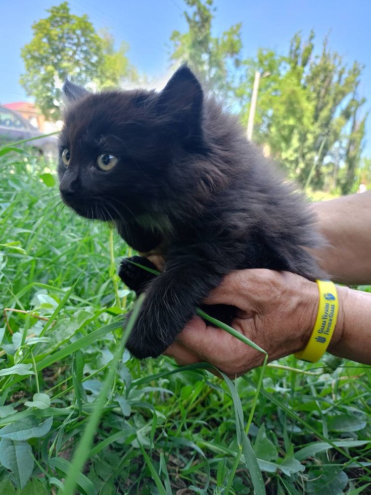 Мальчик и девочки котята