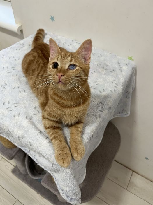 Котенок кастрирован привит 5 мес