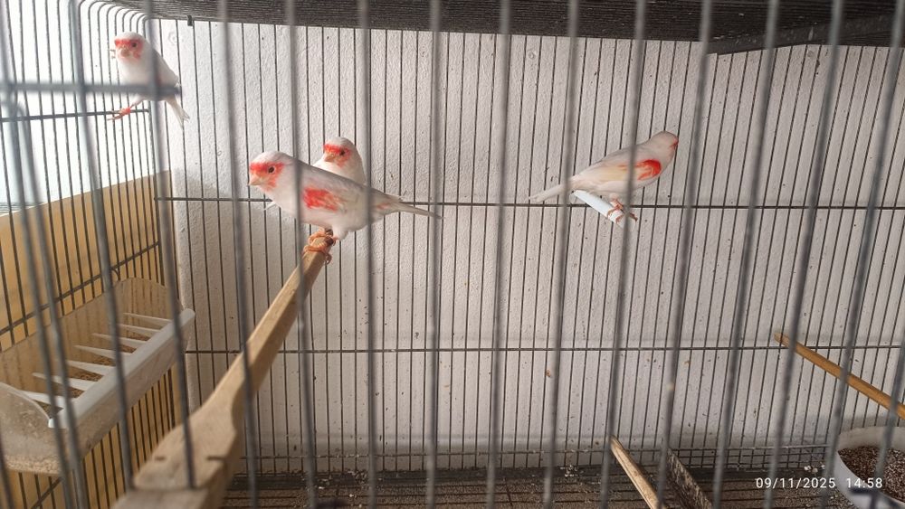 Canários vermelho mosaico femea